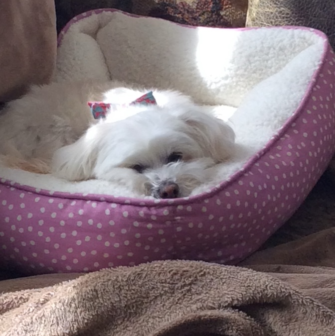 A small white dog asleep in a polka-dot bed