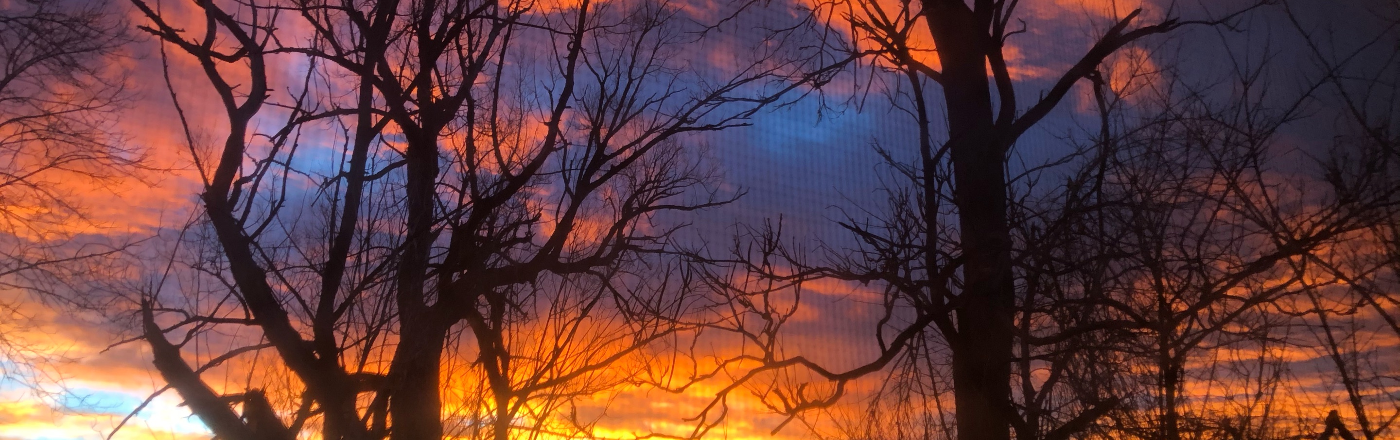 Sunset glowing through bare winter branches