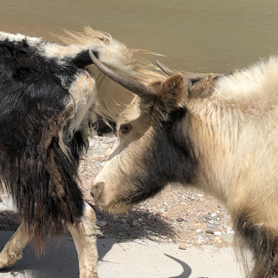 Two shaggy yaks beside a lake